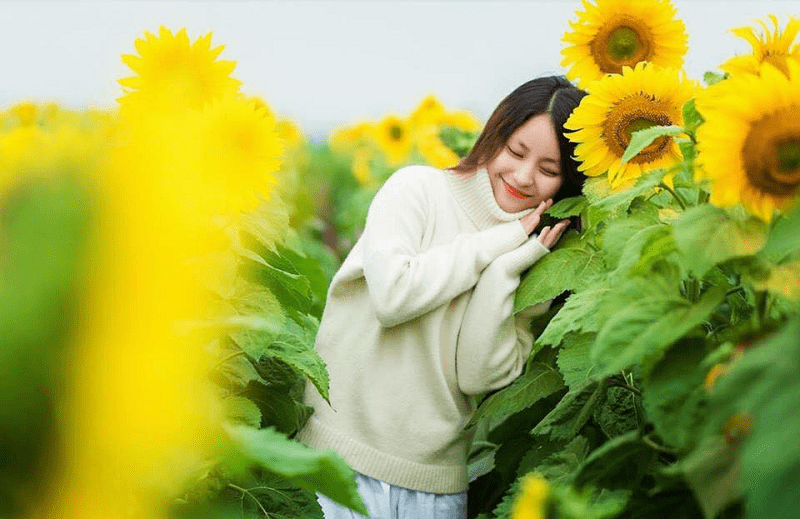 Hoa hướng dương Nghệ An